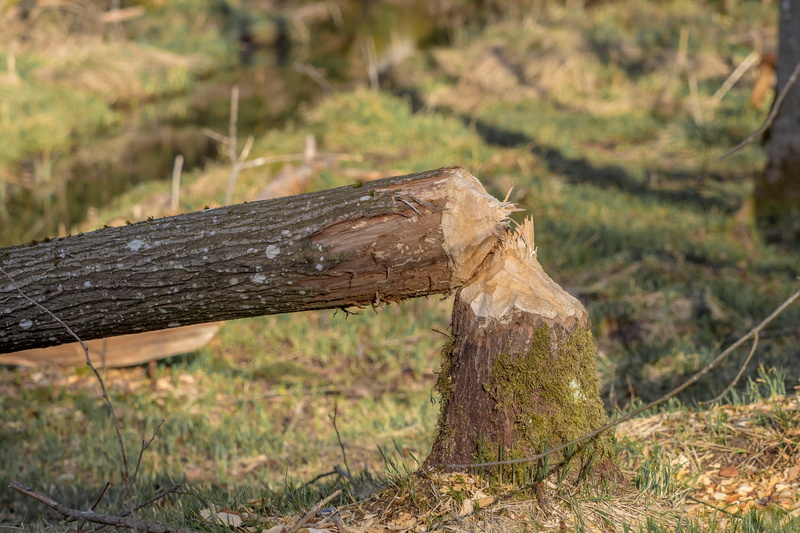 outdoors, bark, wood, chopped, beaver damage, axe, bieber, animal, beaver tree, animal world, focus on foreground, log, deforestation, tree wood, plant