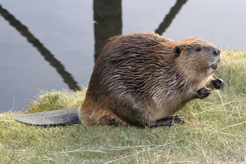 beaver, 2K, castor, rodent