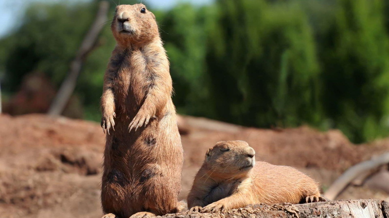 beavers, 1080P, animals, two, cool, gophers, brown