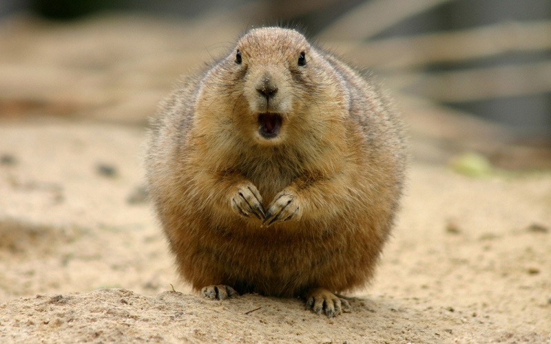 sand, nature, day, outdoors, no people, brown, looking at camera, mammal, beaver, animal wildlife, land, one animal, portrait, animals in the wild, focus on foreground