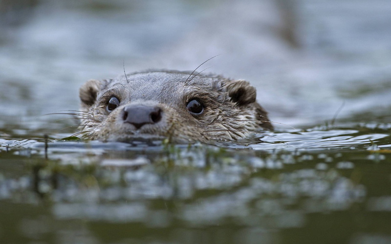 Animal, Beaver, 2K