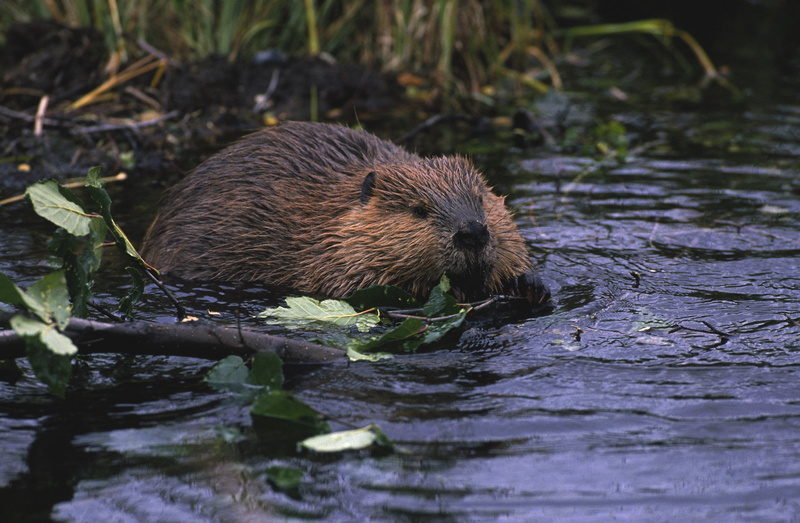 beaver, castor, rodent, 2K