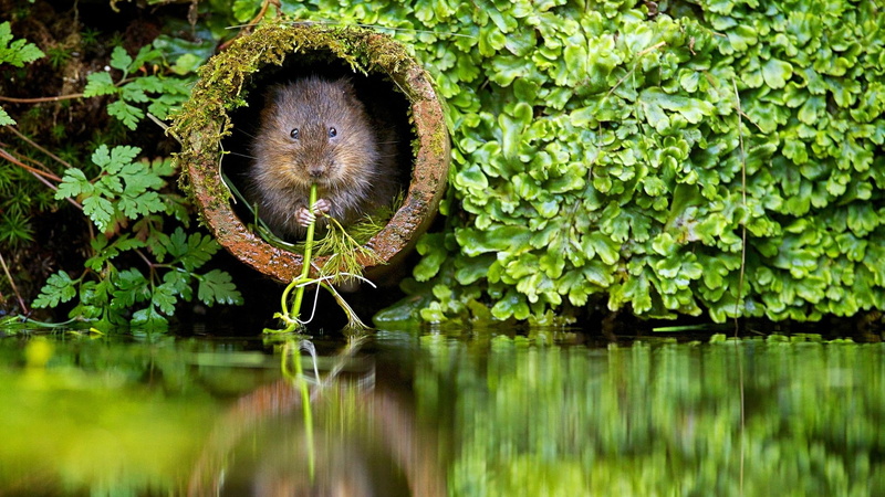 1080P, nature, beavers, plants, river, animal
