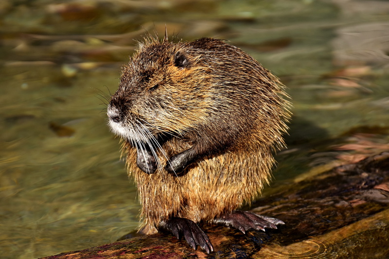 animals in the wild, focus on foreground, wildpark poing, outdoors, otter, 5K, whisker, mammal, no people, animal wildlife, nutria, fur, beaver, rodent