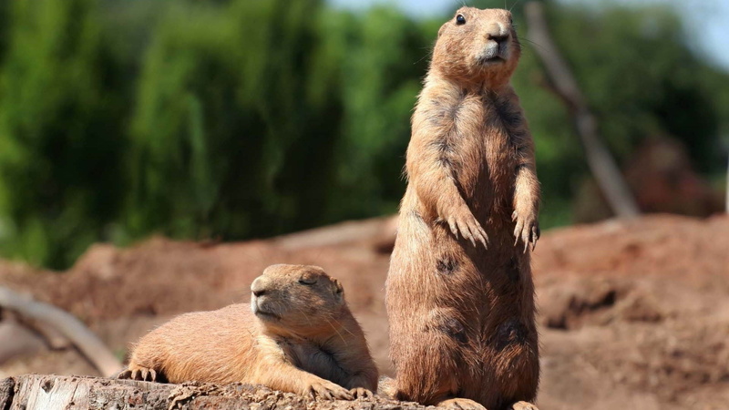 brown, 1080P, Groundhog, beavers
