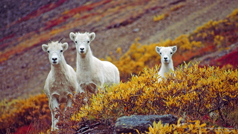 2K, sheep, dall, n, Animals, denali, alaska, p