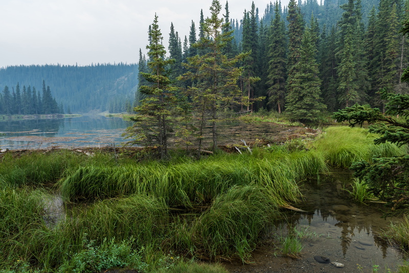 Alaska, haze, tree, green, water, lake, forest, Denali National Park, 5K, trees, Horseshoe Lake, grass, pine