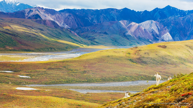 sheep, p, 2K, National Parks, denali, pass, polychrome, n, dall, alaska