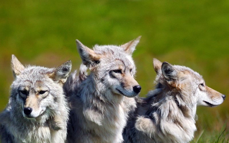central Alaska, wolf, 2K, two animals, animal themes, close-up, nature, young animal, no people, animal, day, three, gray, group of animals, focus on foreground