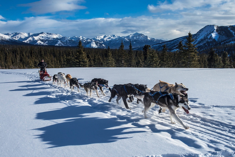 close up, sled, mountain, domestic animals, 2K, cold temperature, nature, animal, working animal, denali national park preserve, dogs, alaska, transportation