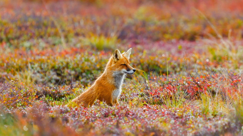 Denali National Park and Preserve, USA, Fox, flowers, Alaska, nature, grass, 1080P