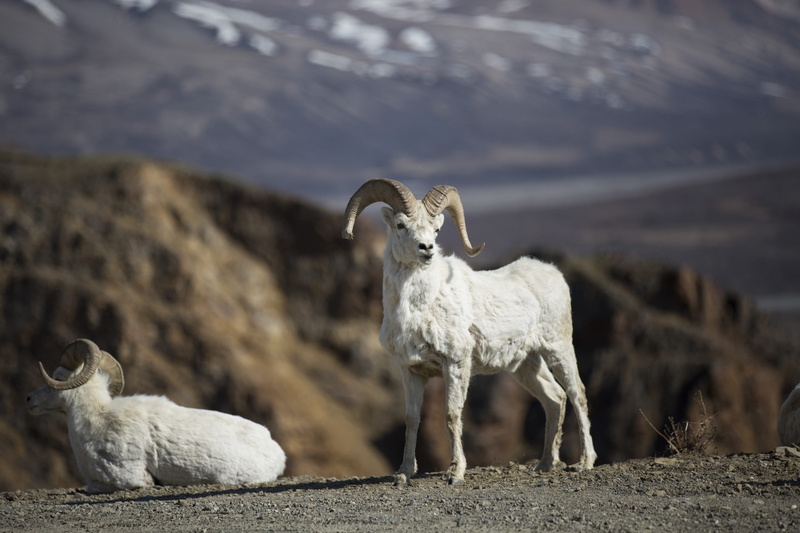alaska, day, livestock, sheep, vertebrate, land, national park, pets, mountains, focus on foreground, animal, snow, dall sheep, domestic animals, close up