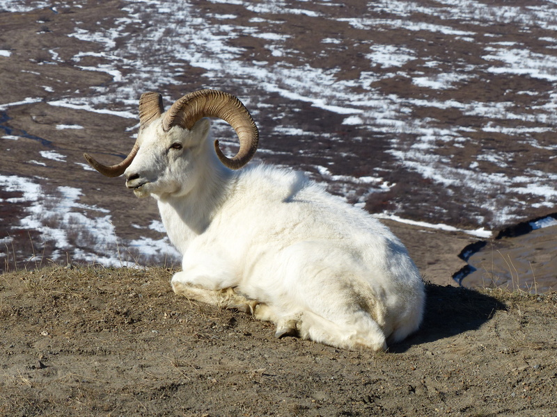 day, denali, animal, herbivorous, park, Ram, ram - Animal, sheep, animal wildlife, relaxation, land, farm, cattle, Denali National Park, 4K, mammal, pets