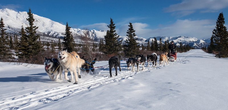 pets, vertebrate, mountain, medium group of animals, tree, dogsled, beauty in nature, transportation, working, dogs, working animal, close up, mammal, nature