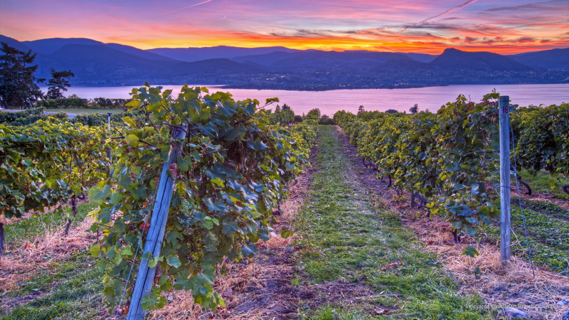 okanagan, vineyards, columbia, Sunrises/Sunsets, 2K, british