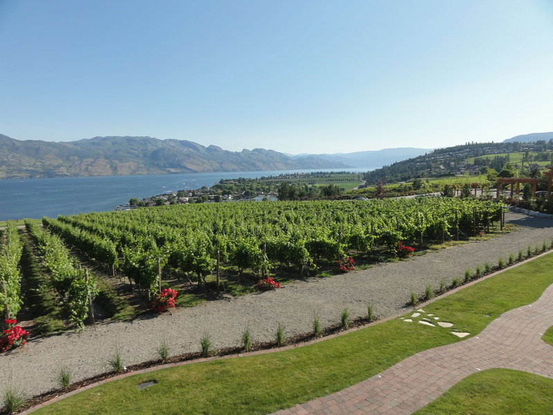 field, tree, 2K, landscape, growth, tranquil scene, clear sky, winery, mountain, beauty in nature, tranquility, agriculture, plantation, okanagan, nature