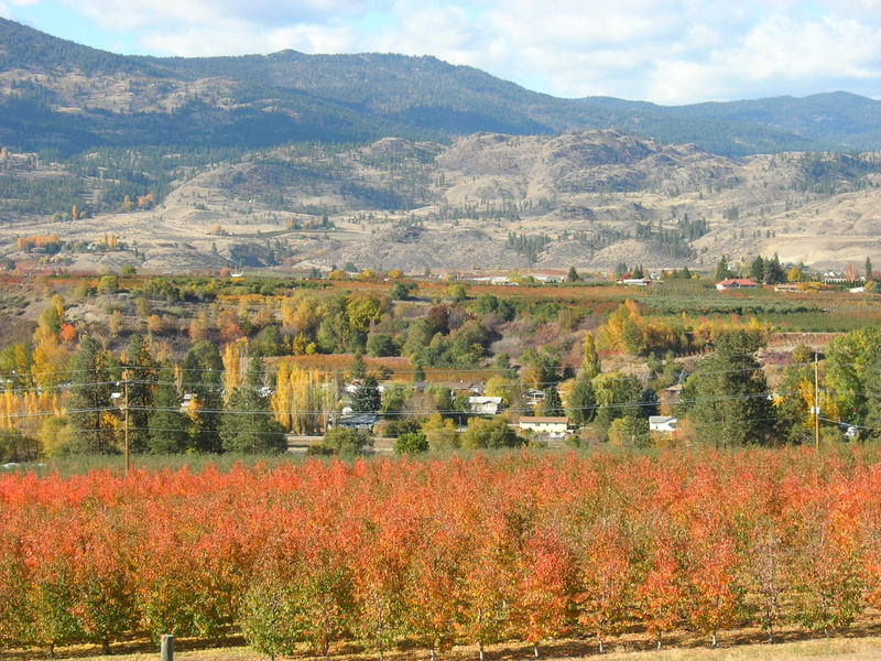 growth, winemaking, vineyards, beauty in nature, nature, no people, plant, 2K, mountain, outdoors, architecture, canada, day, okanagan, land, rural scene