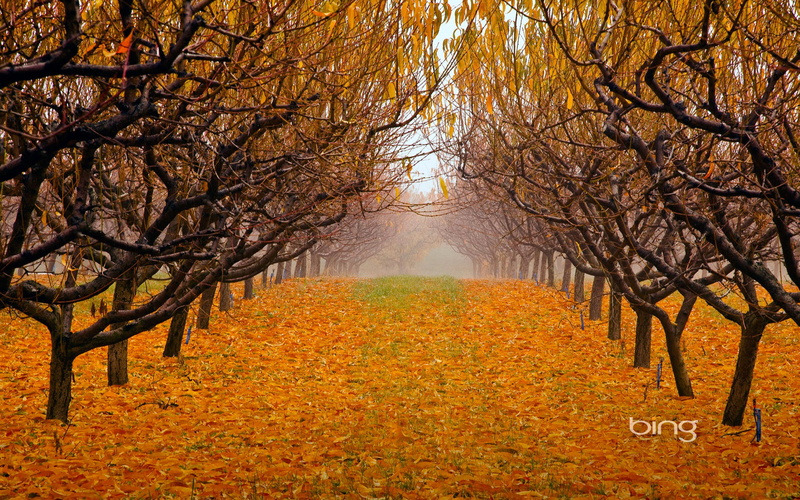 canada, 1080P, leaves, Park, garden, fog, autumn, okanagan valley, trees, british columbia