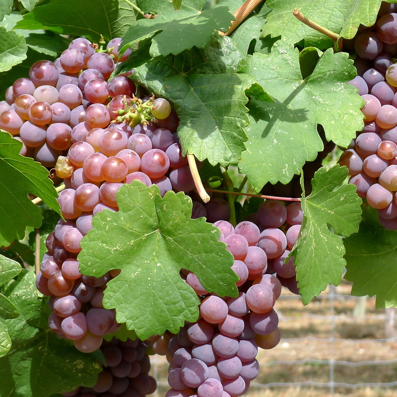 agriculture, day, ripe, close-up, freshness, growth, grape, food and drink, grapes, bunch, no people, green color, outdoors, fruit, healthy eating, nature