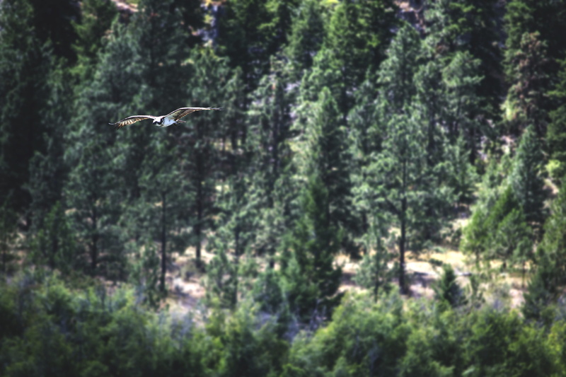 okanagan, display, flying, male, wild, land, photography, 4K, vertebrate, bc, predator, dom, bright, animals in the wild, animal themes, food, fly, soaring