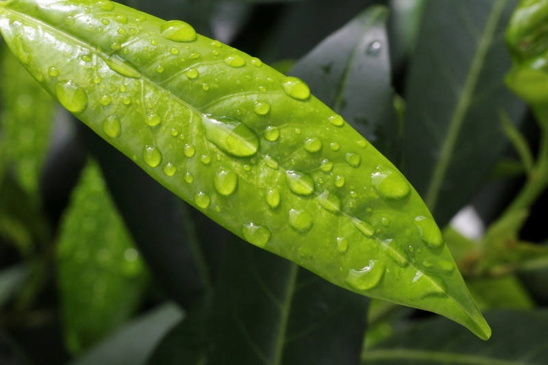 rainy season, outdoors, beauty in nature, 5K, shiny, rain, green, no people, green color, leaf, nature, blade of grass, drop, water, wet, close, shiny leaves