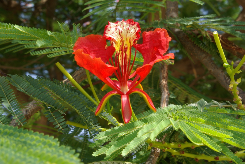 flower head, outdoors, no people, tree, close-up, petal, caesalpinioideae, Blossom, red, pollen, fragility, botany, beauty in nature, leaves, nature, plant part