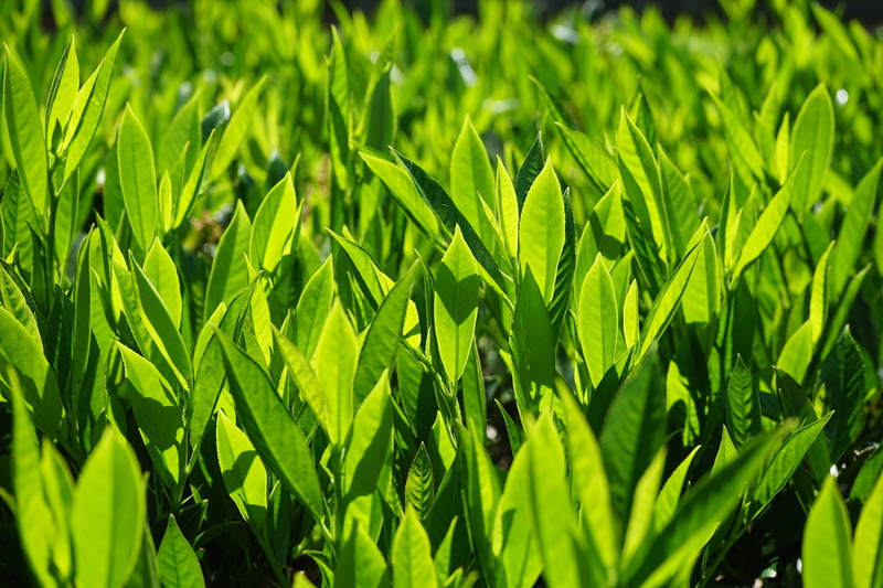 agriculture, day, close-up, plant part, green color, light green, shades of green, lush foliage, back light, plantation, sunlight, full frame, beauty in nature