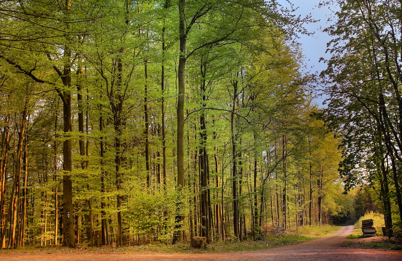 evening sun, wood, forest path, tranquility, idyllic, leaves, land, growth, scenics - nature, trunk, sauerland, woodland, trees, forest, landscape, plant