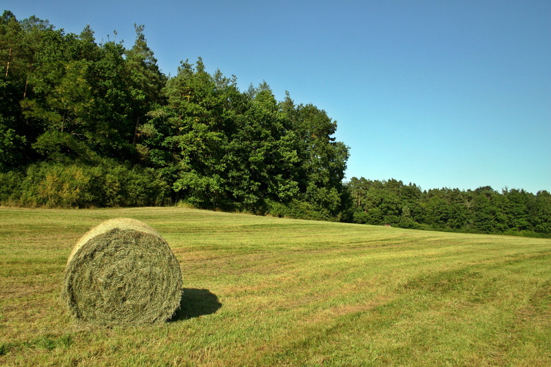 germany, hay bales, meadow, environment, beauty in nature, cattle feed, grass, hay, forest, edge of the woods, summer, golf, sky, land, southern germany