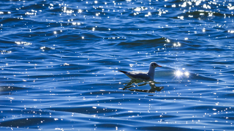 lake constance, background, swimming, stones, animal themes, bird, white, vertebrate, body, water reflection, no people, on the water, blue, lake, rippled
