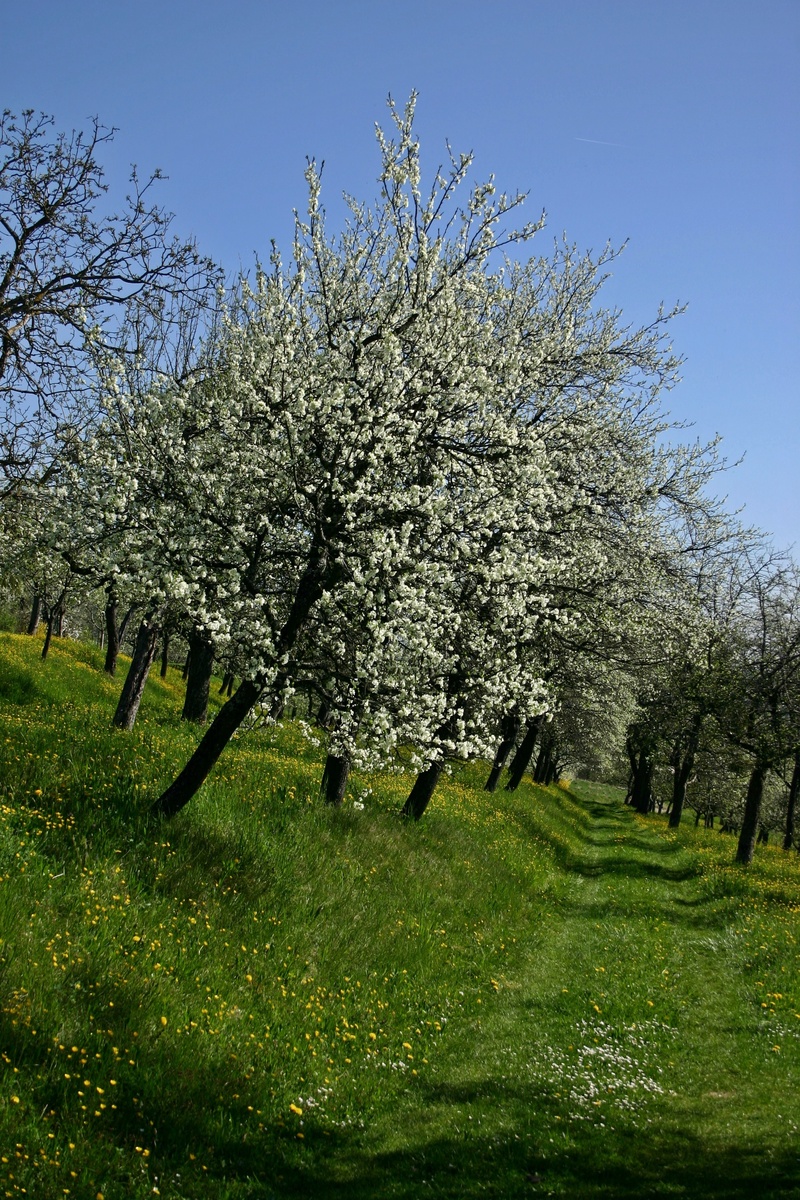 away, scenics - nature, outdoors, meadow, tranquil scene, tranquility, bloom, blossom, growth, landscape, springtime, cherry blossom, sky, blue, flower