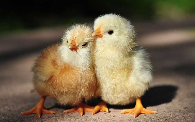 chickens, babies, cute, yellow, 2K, chicken, two, fluffy, animals, chicks