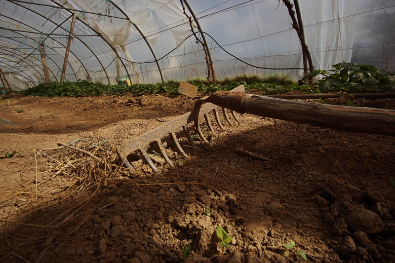 nature, a6000, animals in the wild, animal themes, wood, day, animal wildlife, land, group of animals, tunnel, tree, rake, mud, vertebrate, domestic animals