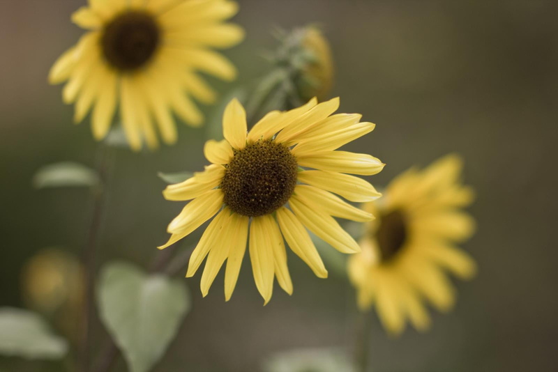 agriculture, sunflower, Rokinon, flower, photo, three, Wide Open, 720P, outdoors, bokeh, plant, f1.4, nature, close-up, summer, EOS, yellow, Sunflowers