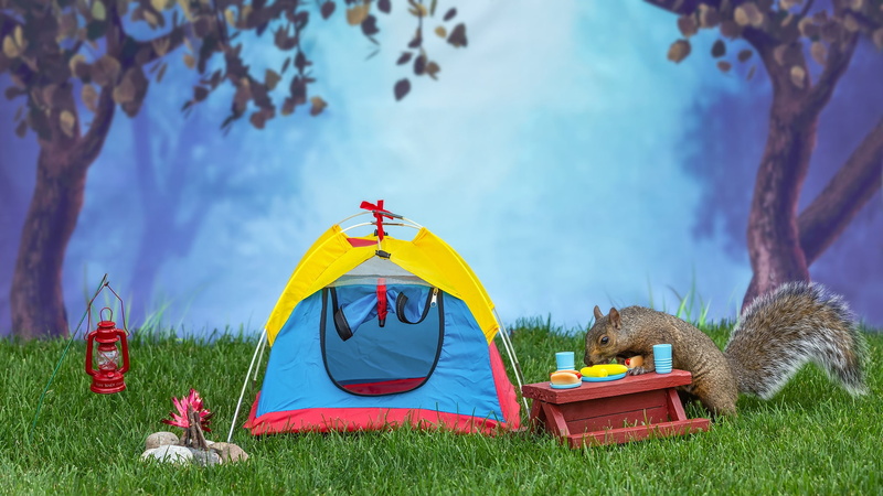 meal, forest, 1080P, foliage, drinks, pose, table, grass, dishes, squirrel, meals, the tea party, fog, food, tourism, tent, nature, protein, grey, Park