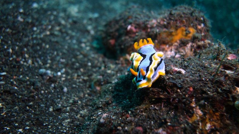 reef, orange, nature, animal themes, animals in the wild, one animal, no people, bali, vertebrate, turan ben, selective, undersea, sea life, animal, 5K