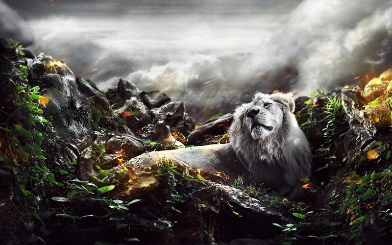1080P, creative and graphics, graphics, lion, hd, jungle, creative