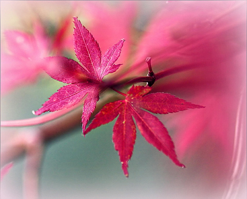 tuesday, beautiful, pink, sweet, nature, colors, trees, 1080P, creative-pre--made, lovely, softness-beauty, autumn, plants, leaves