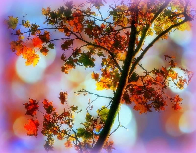 stunning, leaves, creative-pre--made, plants, 2K, autumn, colors, fall, trees, fall-season, magical, cool, beautiful