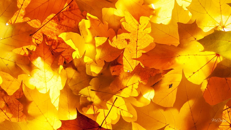 leaves, fall, gold, colorful, 1080P, yellow, bright, aurora, abstract, nature and landscapes, autumn, orange