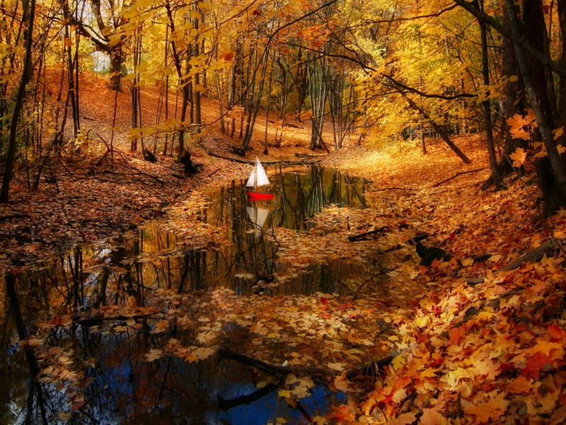 reflection, trees, beauty, water, fall, pretty, nature, leaves, autumn, hd, lovely, golden, forest, boat, beautiful, reflecti, colors, 720P, woods, peaceful