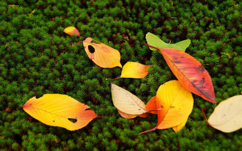 autumn, leaves, nature, red, photo, seasons, yellow, background, 1080P, moss, colors, fall