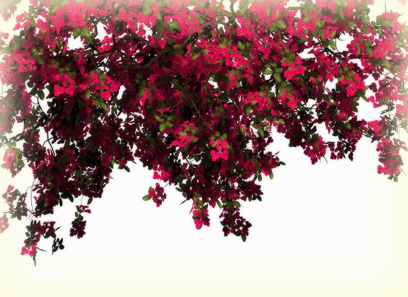 arches, color, flowers, nature, creative-pre--made, resources, leaves, red, lovely, 2K, plants, softness-beauty, beautiful
