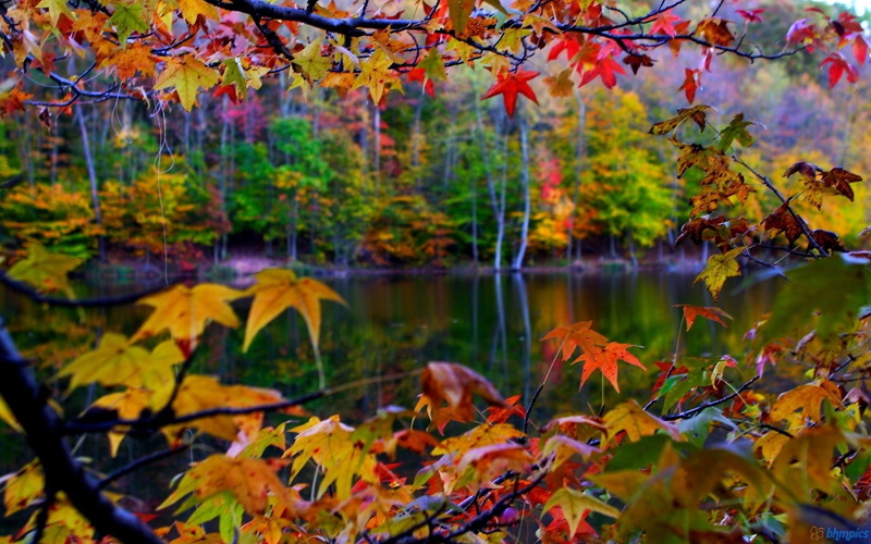 color, lake, lakes, nature, plant, leaf, fall, 1080P, leaves, autumn, nature and landscapes, orange, yellow