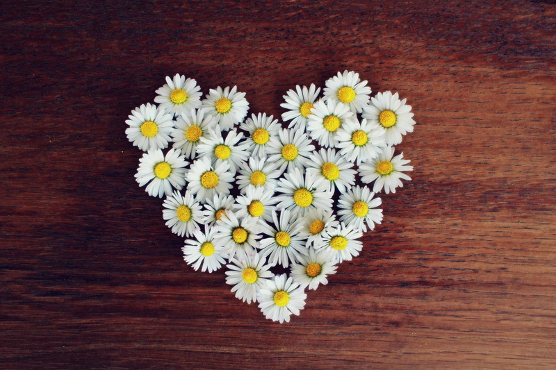daisy, tabl, romantic, valentines day, heart shaped, beauty in nature, no people, symbol, romance, flowers, shaped, trust, connected, positive emotion