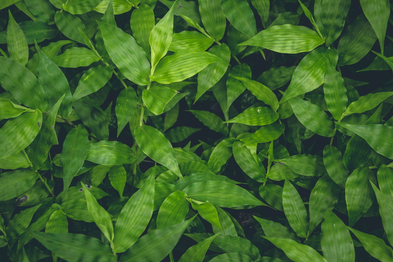 green, plant, aerial, leaf, day, oak, light, natural, plant part, freshness, nature background, close-up, garden, green color, colorful, foliage, tranquility