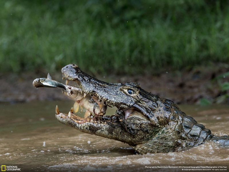 animal, alligator, vertebrate, crocodile, gray, animal themes, mouth open, no people, warning sign, focus on foreground, crocodiles, river, animal body part