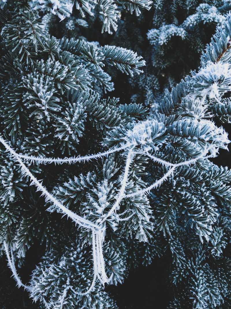 needle - plant part, nature, winter, fir tree, snow, tranquility, outdoors, close-up, cold temperature, beauty in nature, slovenia, full frame, backgr