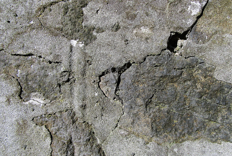 lizard, insect, limestone, cracked, hole, plant, tree trunk, architecture, rock, close-up, cricket insect, ground, built structure, animal, no people, deterioration