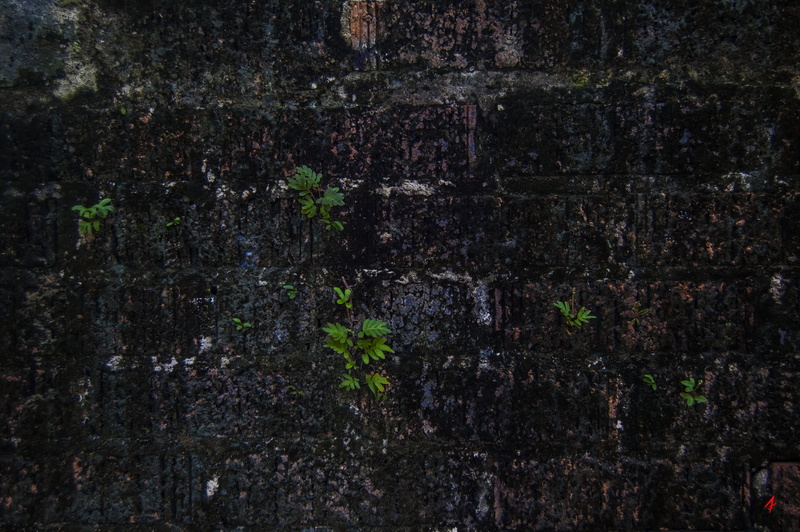 natural, textured effect, brick wall, nature, dirt, horizontal, green, trunk, growth, dirty, close-up, built, copy, blank, rough, old, stone, concrete